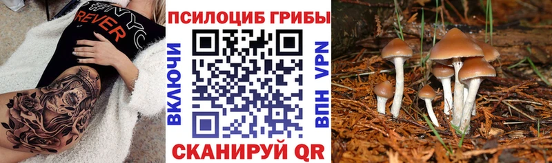 KRAKEN зеркало  Суздаль  Галлюциногенные грибы Cubensis 